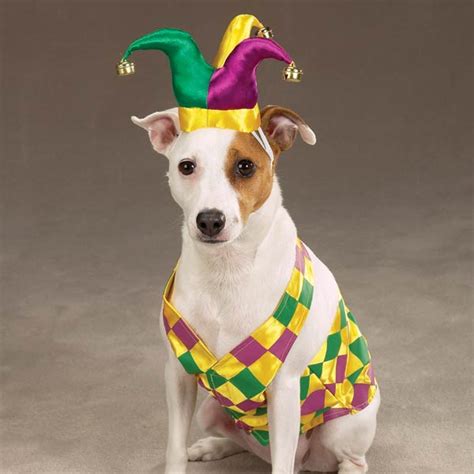 dog jester costume